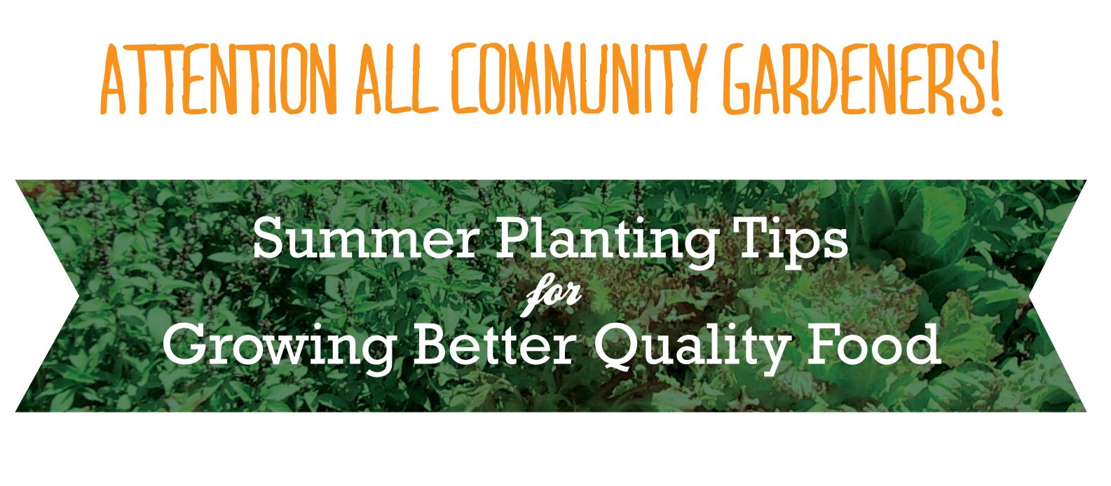 Summer Planting tips for Growing Better Quality Food