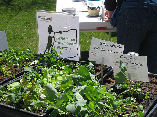 Seedling sales and Workdays at the Howard Street Farm