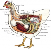 Urban Chicken Health Care