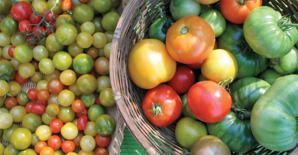 Now we know more about how Chicago’s community gardens impact community health