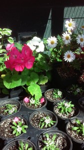 osteospermum_and_geranium for 2016 CCGA Spring Flower Distribution