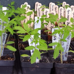 Tomato Seedlings for 2016 Vegetable Seedling Distribution