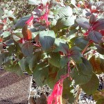 Sumptuous fuchsia ‘Gartenmeister’ at 11-11-16 Distribution