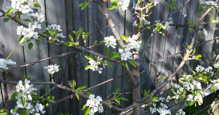 Graft Fruit Trees for Your Community Garden – Sunday March 31st, 2019