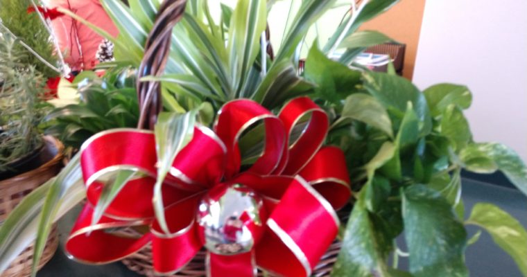 CCGA Resources & NeighborSpace Special Holiday Gathering & Plant Sale