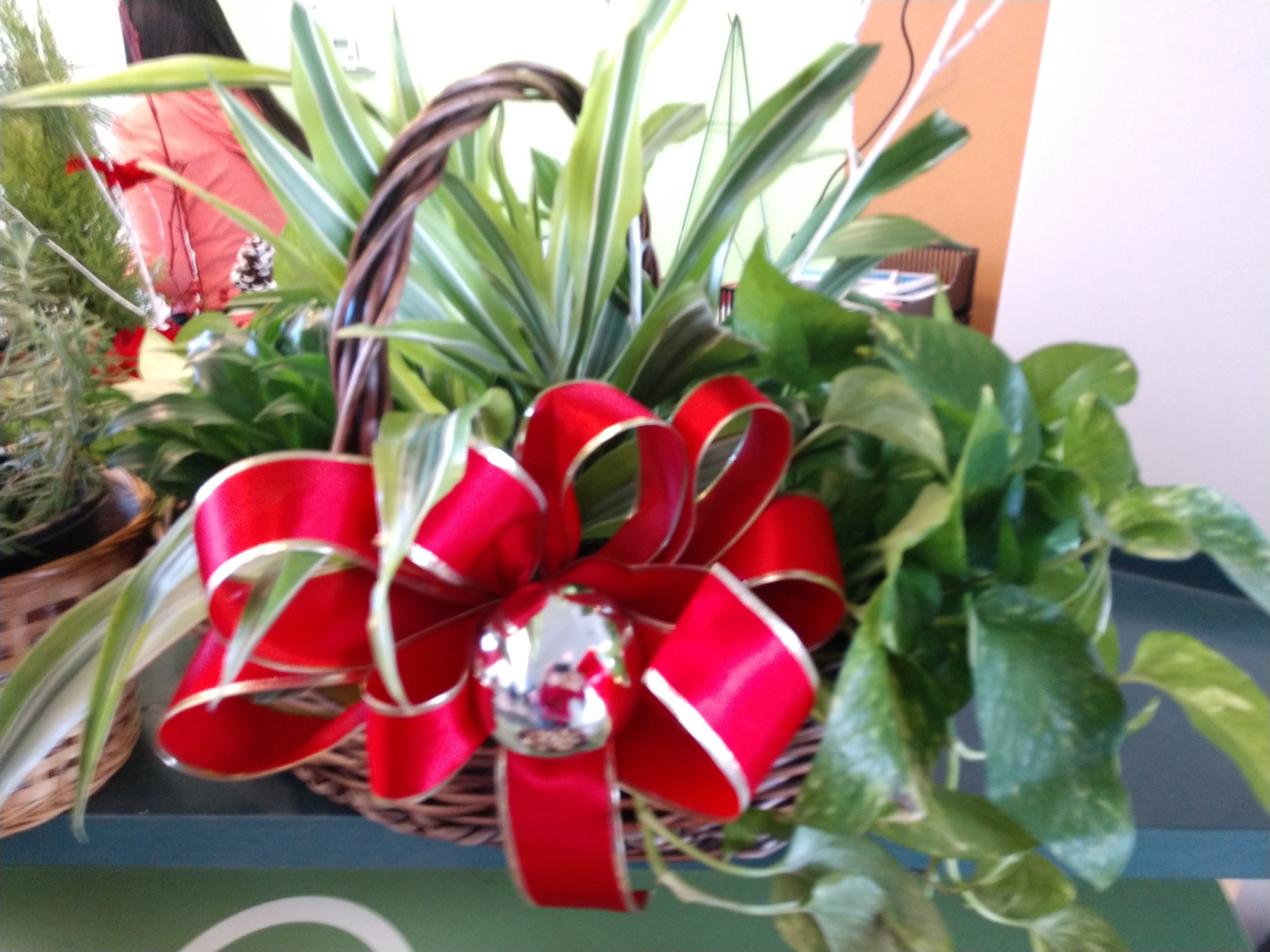 CCGA Resources & NeighborSpace Special Holiday Gathering & Plant Sale