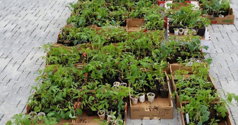 CCGA Resources Provide Plants to Over 100 Gardens!