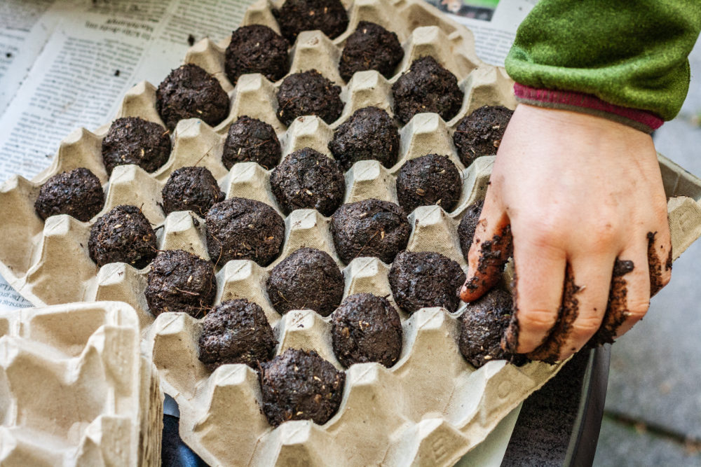 For Earth Day (or any day) – Make a Seed Bomb!