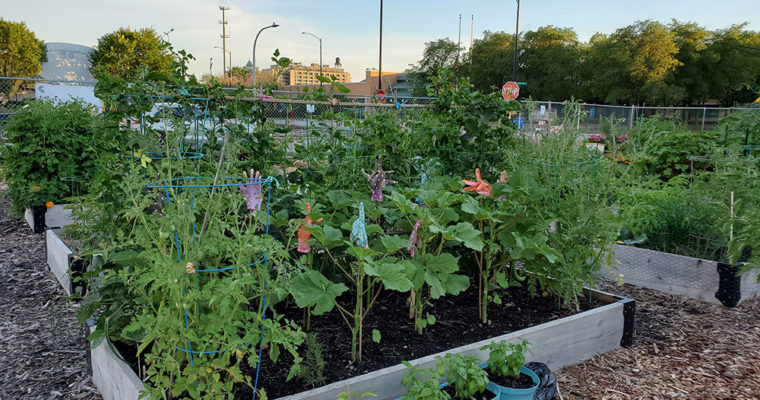Maxwell Street Community Garden’s public art and accessible raised beds win praise