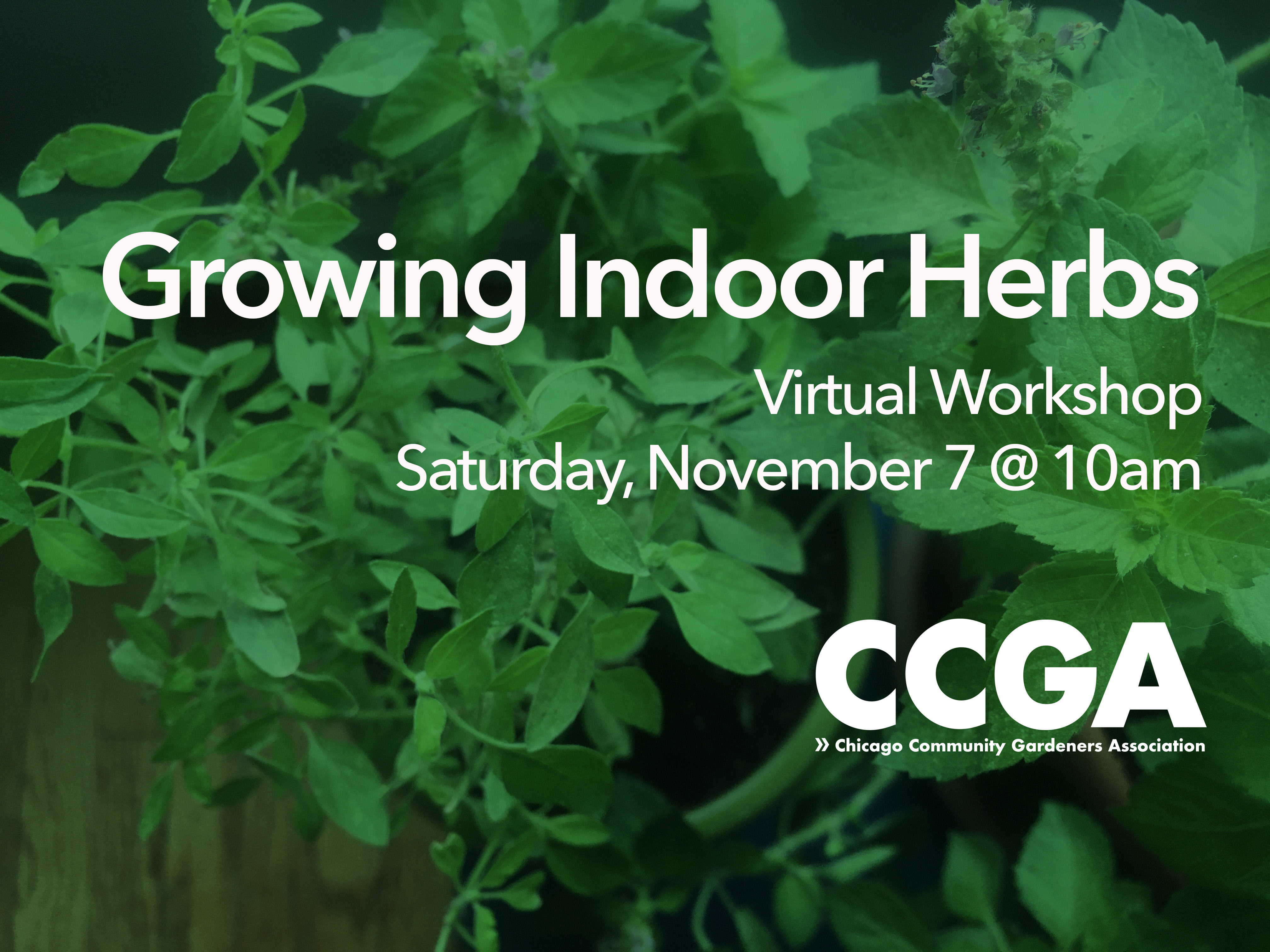 Growing Indoor Herbs Virtual Workshop