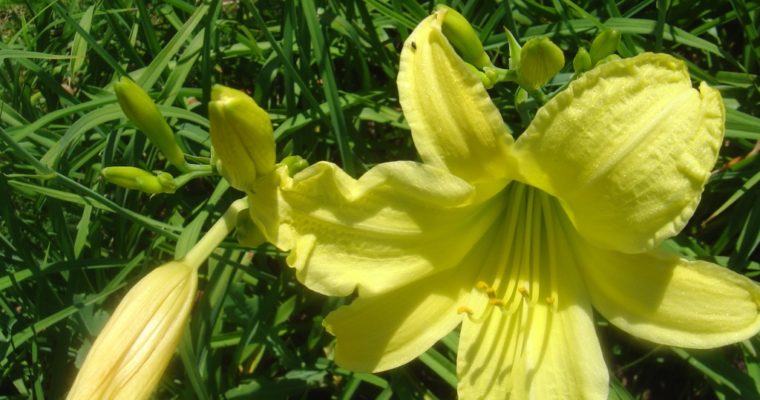 FREE Mixed Orange and Pale Yellow Daylilies Available this Weekend!