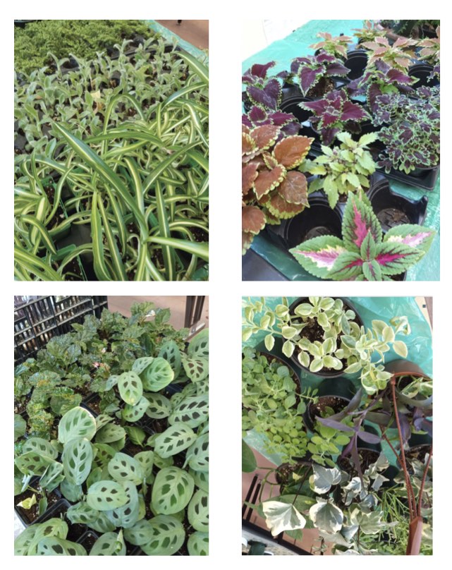 CCGA Houseplant Distribution Saturday February 4th