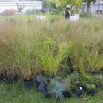 grasses at Sept 2023 perennial distribution