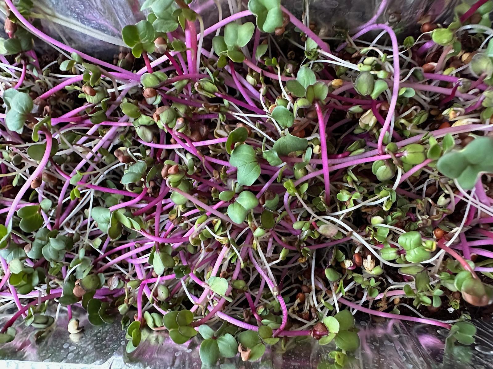 Sprouts Workshop & Houseplants – Saturday February 3