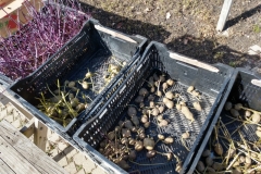 bins of potatoes