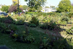 rows of plants