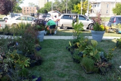 loading cars with plants