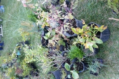 typical allotment of plants