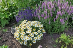 6-28_20_Daisies_Salvia_Veronica