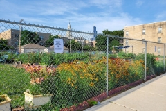 6-30-20_Coreopsis 13th border garden