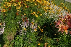 6-30-20_Coreopsis inside garden fence