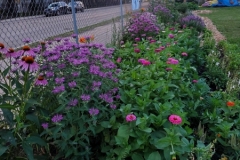 7-12-20_Racine Coneflowers north