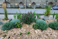7-20-20_Butterfly Bush