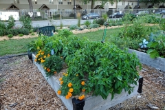7-20-20_Eric's Pepper Garden