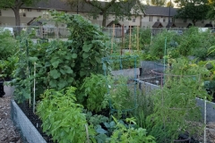 7-20-20_Green Beans on Steroids