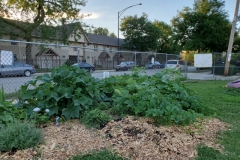 7-20-20_Pumpkin, Watermelon Yellow Squash_Strawberry Patch