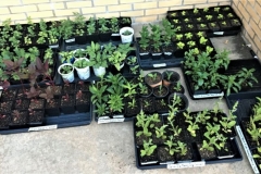 June 26 - Perennials