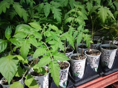 CCGA Seedling Distribution - Chicago Community Gardeners Association CCGA Seedling Distribution - Chicago Community Gardeners Association