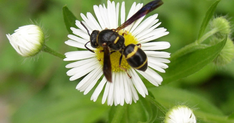 In the Garden: Small wildlife, pollinators and people co-exist in a delicate balance