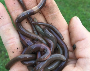 Beware of … Jumping Worms?
