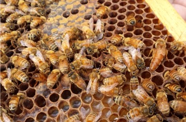 bees in the hive