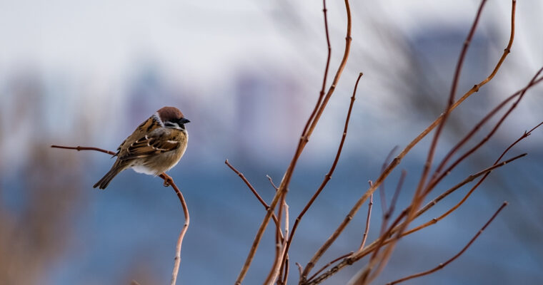 Local Birding Grant Available