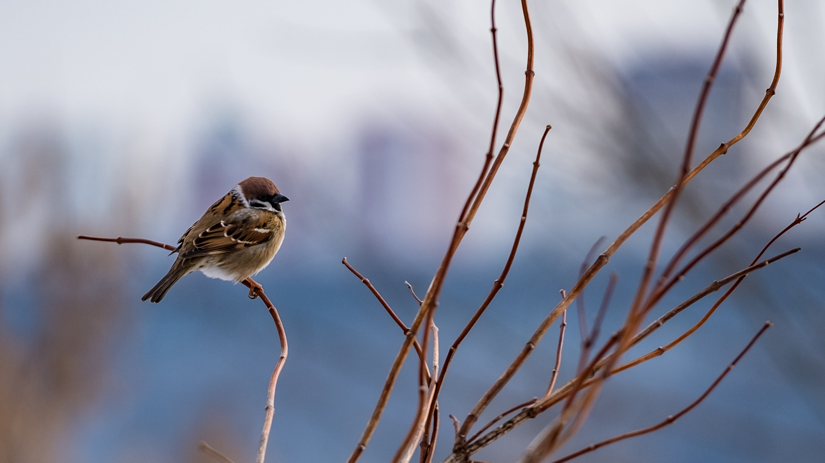 Local Birding Grant Available